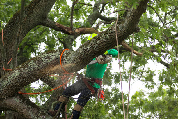 Best Tree Removal  in Maryland Heights, MO