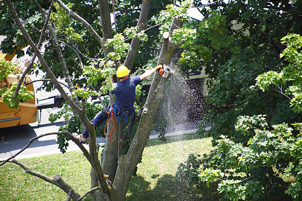Best Tree Preservation Services  in Maryland Heights, MO